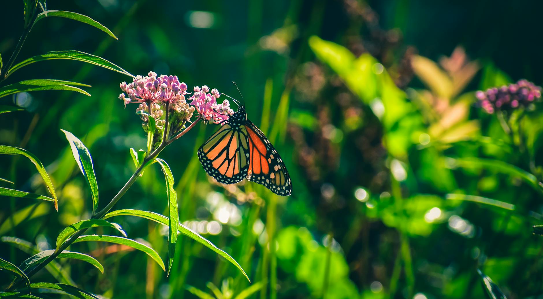 Bicycling with Butterflies by Sara Dykman